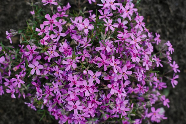 Planta phlox en forma de punzón Muchas flores rosadas Fondo de naturaleza de verano