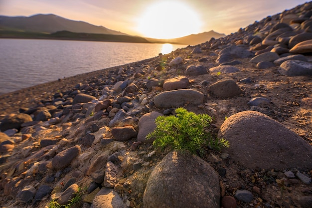 Planta en piedra con lago