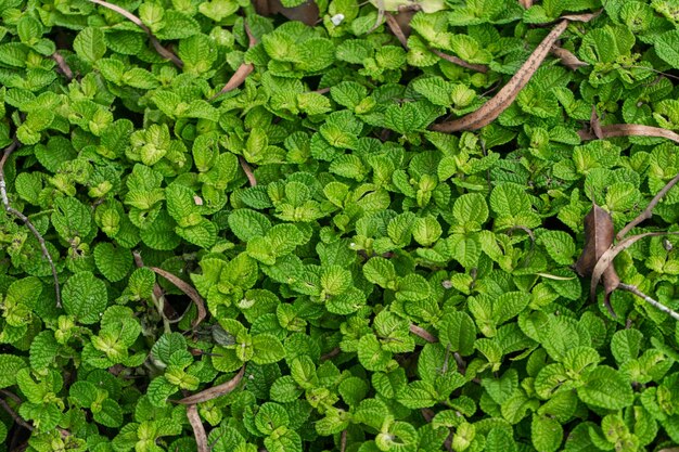 Planta de pilea en hábitat natural de selva tropical