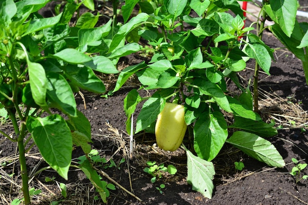 Una planta de pimiento amarillo con hojas verdes en la cama del jardín en el primer plano del jardín