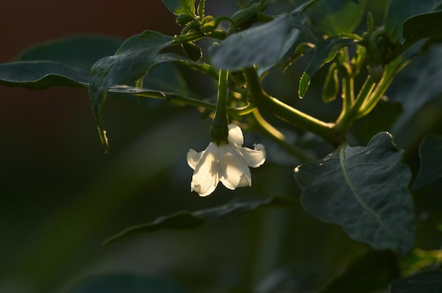 Una planta de pimiento blanco con una flor.