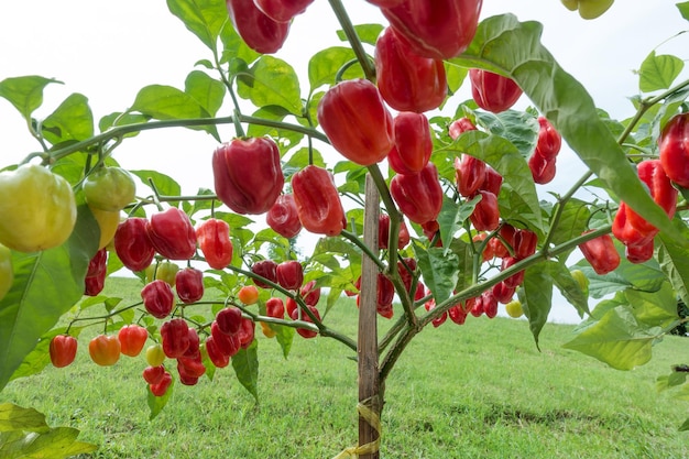 Foto planta de pimiento habanero con frutos rojos maduros listos para recoger