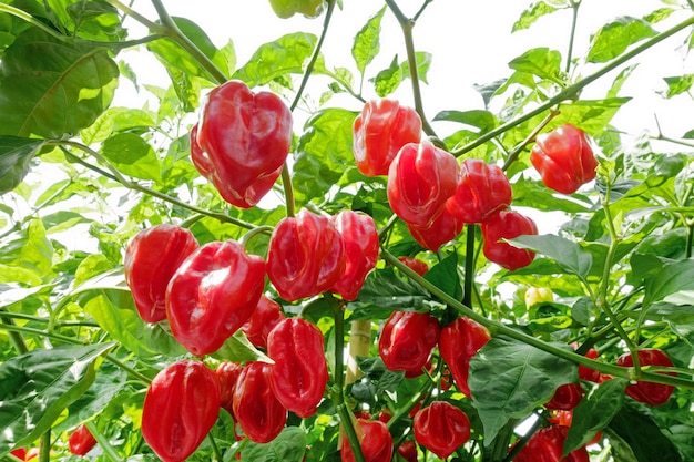 Planta de pimiento habanero con frutos rojos maduros listos para ser recogidos