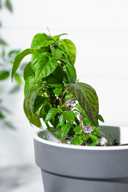 Planta de pimiento rojo picante con flores en una maceta que cultiva verduras en el jardín de verduras en casa