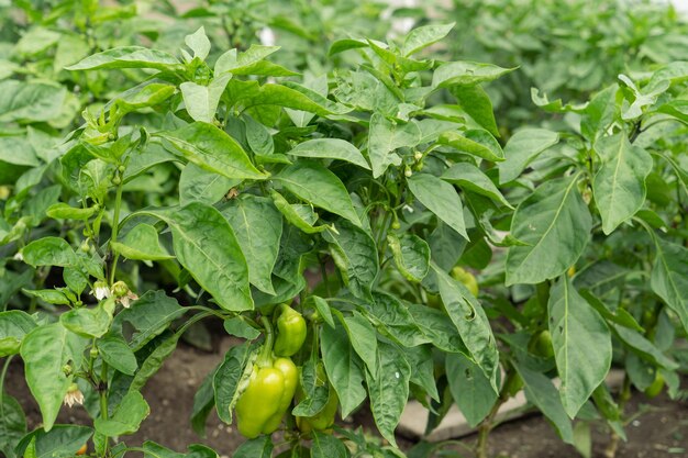 Planta de pimiento verde con frutas.