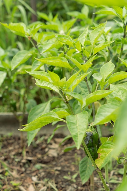 Planta de pimiento verde con frutas.