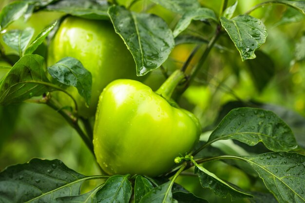 Planta de pimiento verde en el jardín de cerca