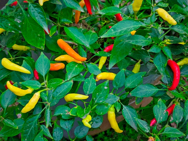 Una planta con pimientos amarillos y rojos.