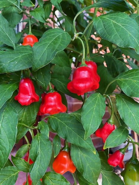 Una planta con pimientos rojos y verdes