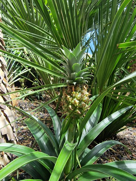 Planta de piña