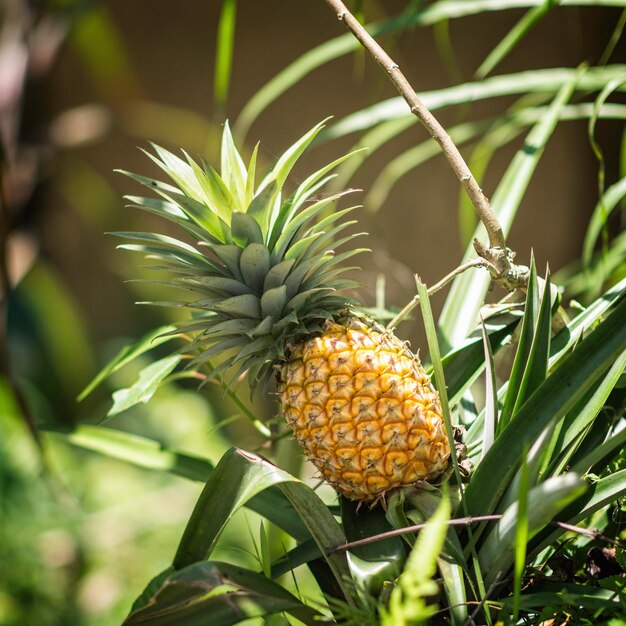 La planta de la piña