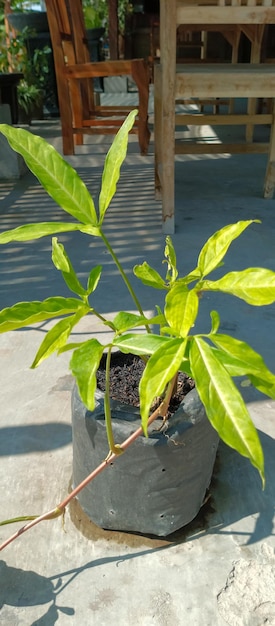 La planta de Pinellia tomada desde un ángulo de primer plano