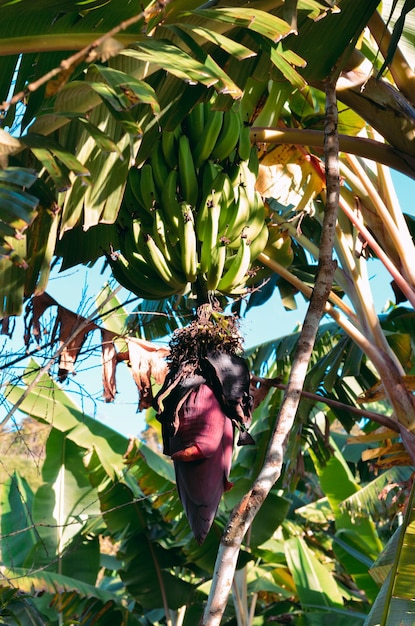 Planta de plátano con flores y frutos