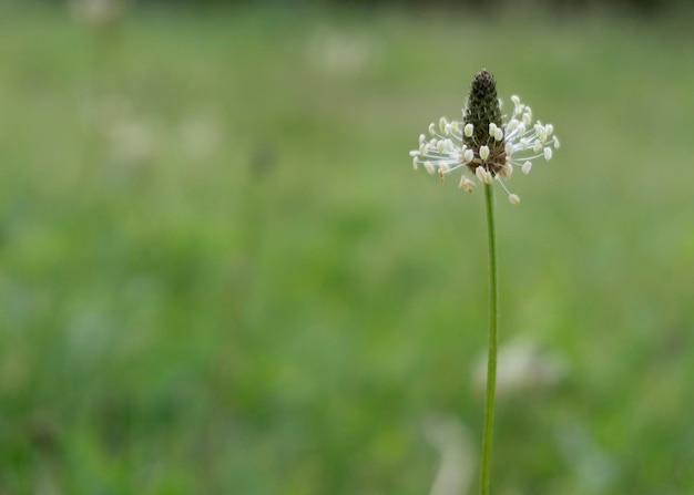 Planta plátano lanceolado Plantago lanceolata