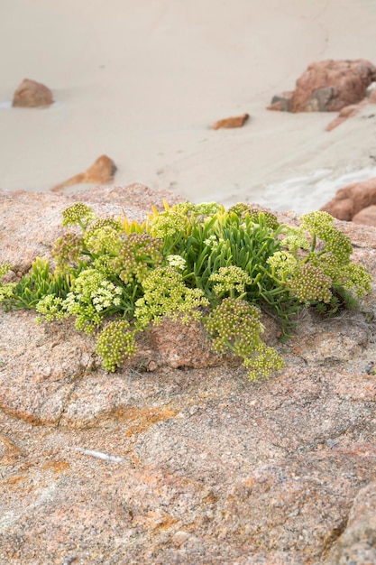 Planta en la Playa de Punta Forcados Costa de la Muerte, Galicia, España