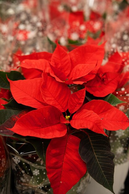 Planta de poinsettia o estrella de Navidad en una olla en una tienda a la venta