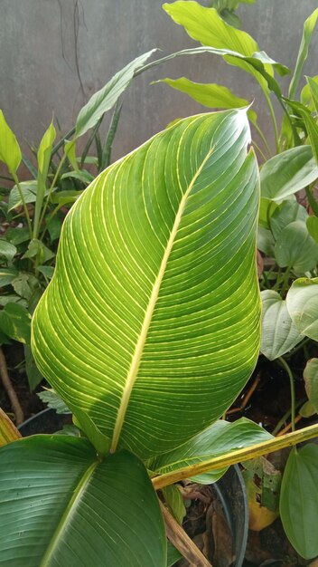 Foto planta de pompano con hojas verdes anchas