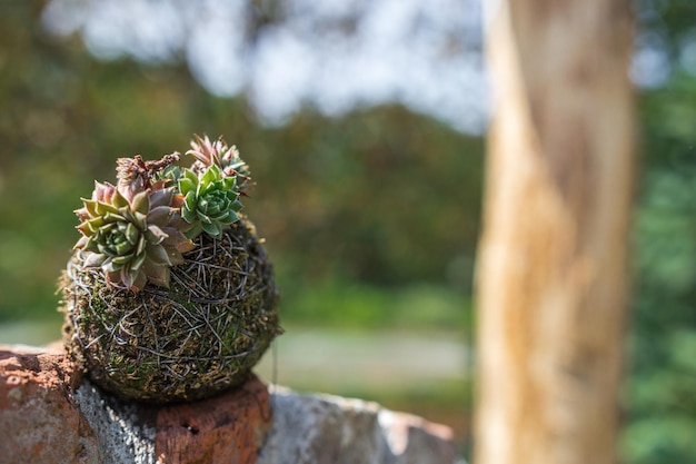 Foto una planta en un poste con un árbol en el fondo