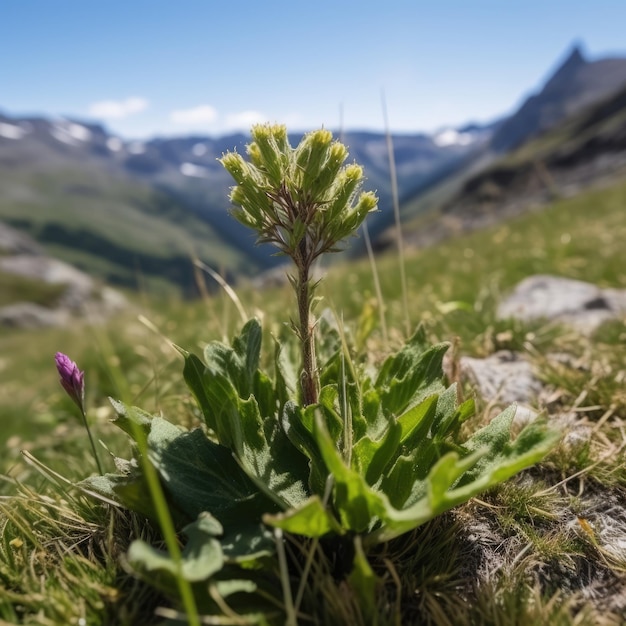 Planta en pradera alpina generativa ai