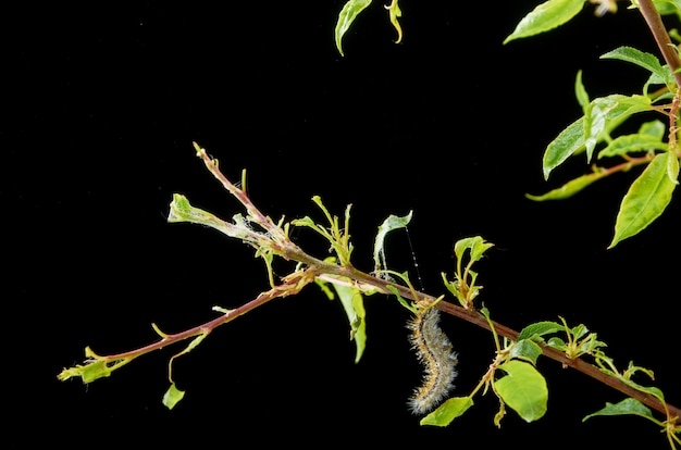 Planta de primavera enferma. Rama de ciruela con plagas. En la rama de una ciruela gusenica y araña roja.