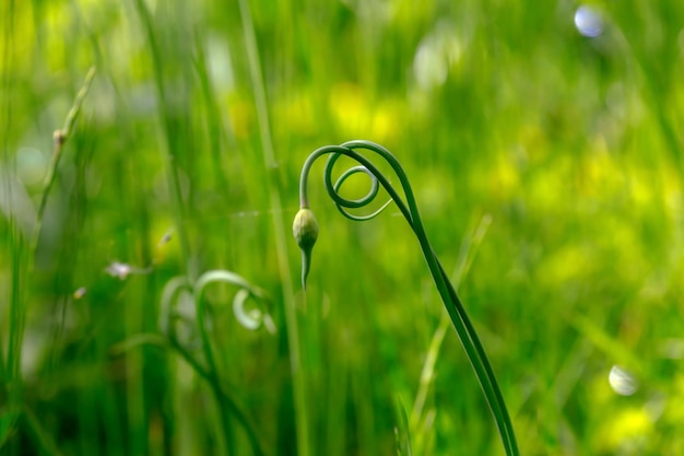 Planta de primavera con una espiral de rizos en un prado de montaña en un primer plano de un día soleado