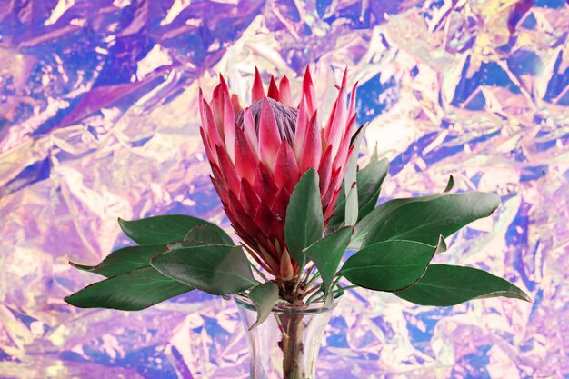 Planta de Protea rosa floreciente sobre fondo pastel. regalo de san valentin