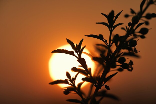 Una planta con la puesta de sol detrás de ella.