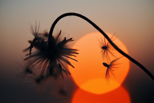 Una planta con una puesta de sol detrás