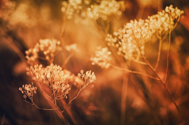 Planta de puesta de sol de otoño