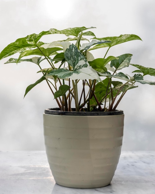 Planta de puntas de flecha abigarradas en una hermosa maceta de cerámica