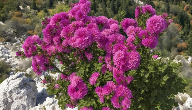 Foto una planta púrpura con flores rosas en el medio