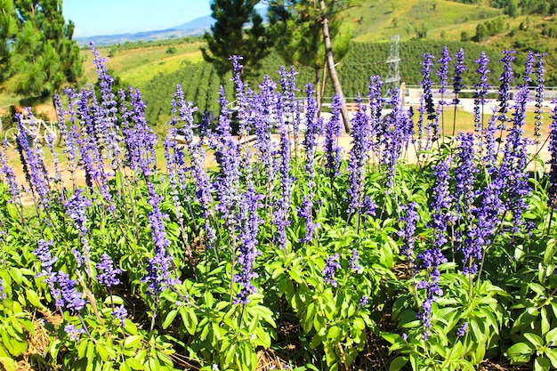 Planta púrpura de salvia nemorosa