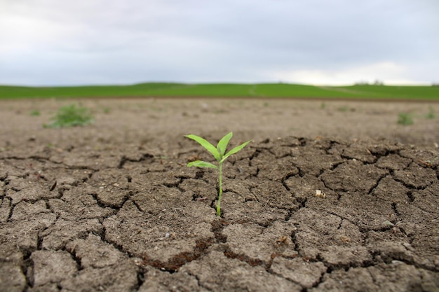 Una planta que brota de un suelo agrietado