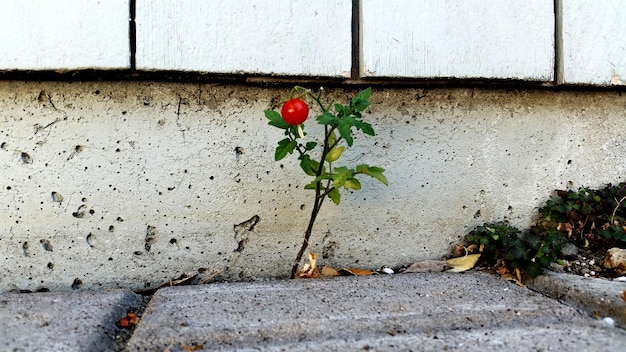 Planta que crece en la acera contra la pared