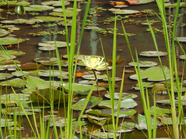 Foto planta que crece en el agua