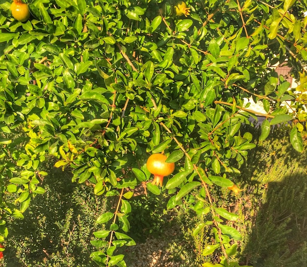 Planta que crece en el árbol