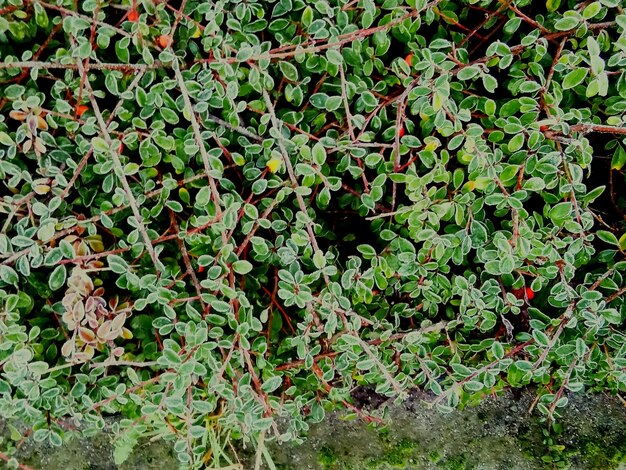 Foto planta que crece en el árbol