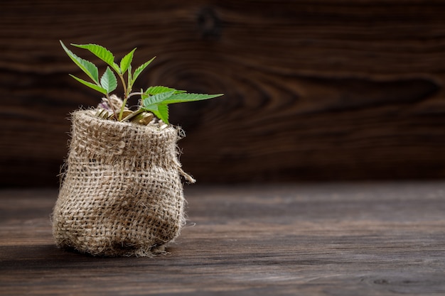 Planta que crece en bolsa de monedas por dinero