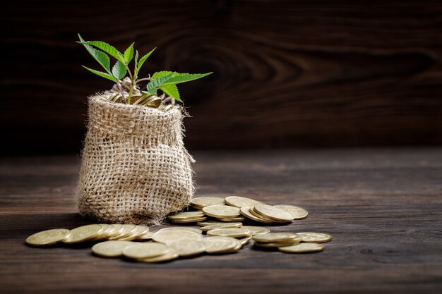 Planta que crece en bolsa de monedas por dinero