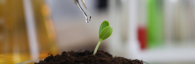 Foto planta que crece en condiciones de invernadero