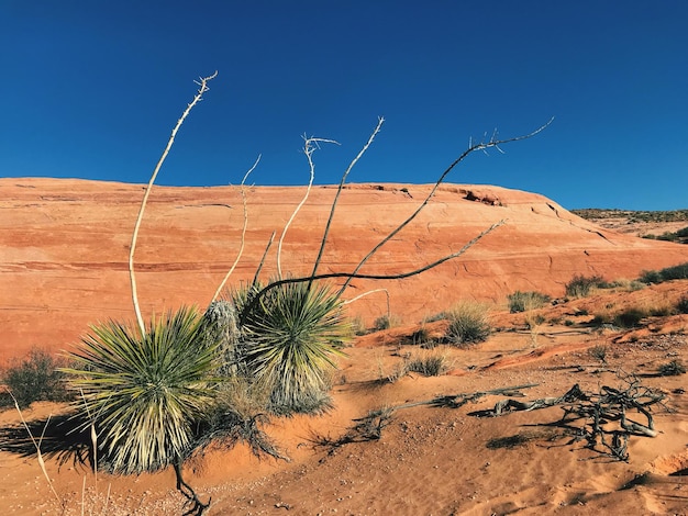 Foto planta que crece en el desierto contra el cielo