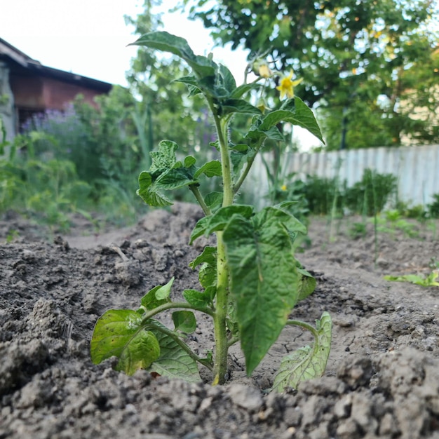 Una planta que crece fuera de la tierra.