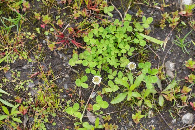 Planta que crece en un jardín