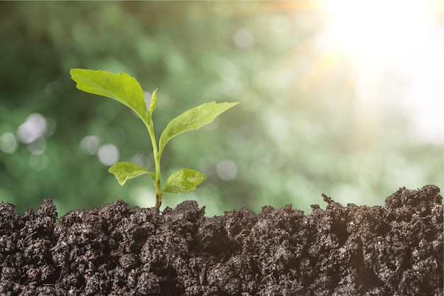 Planta que crece a la luz del sol