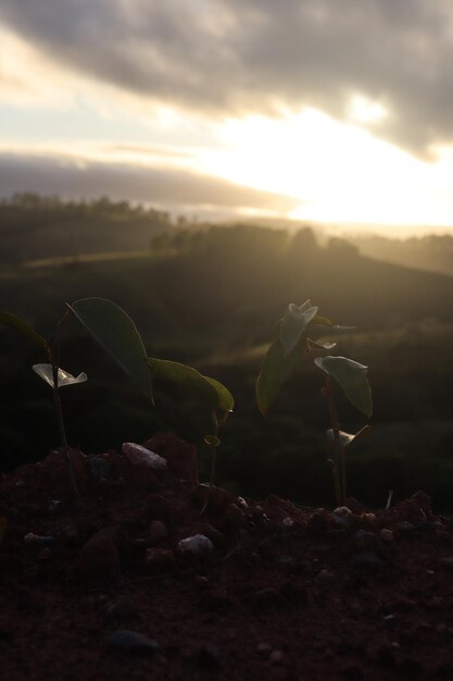 Foto una planta que crece en medio de una colina.