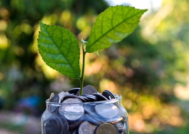 Planta que crece en monedas en un frasco de vidrio