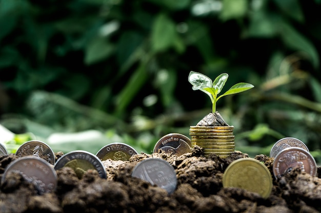 Foto planta que crece de monedas en el suelo