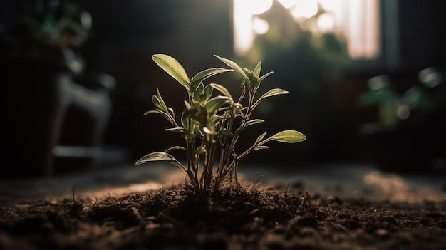 Una planta que crece en la oscuridad.