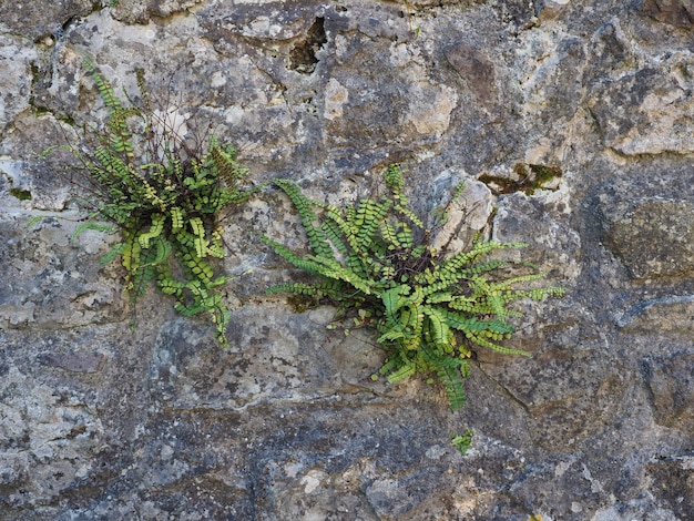 Planta que crece en piedra