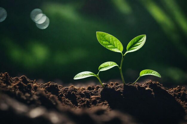 Foto una planta que crece en un suelo con la luz brillando sobre él